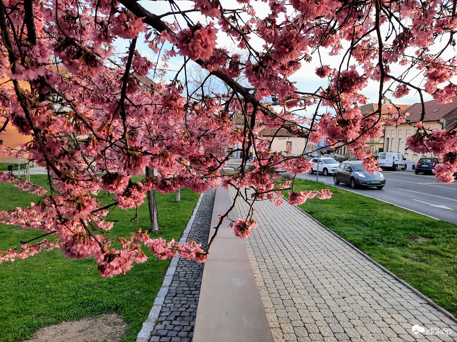 Díszcseresznye virágzás Pécsett