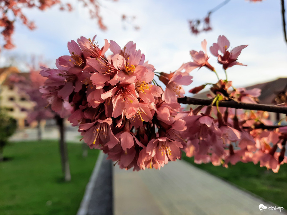 Díszcseresznye virágzás Pécsett