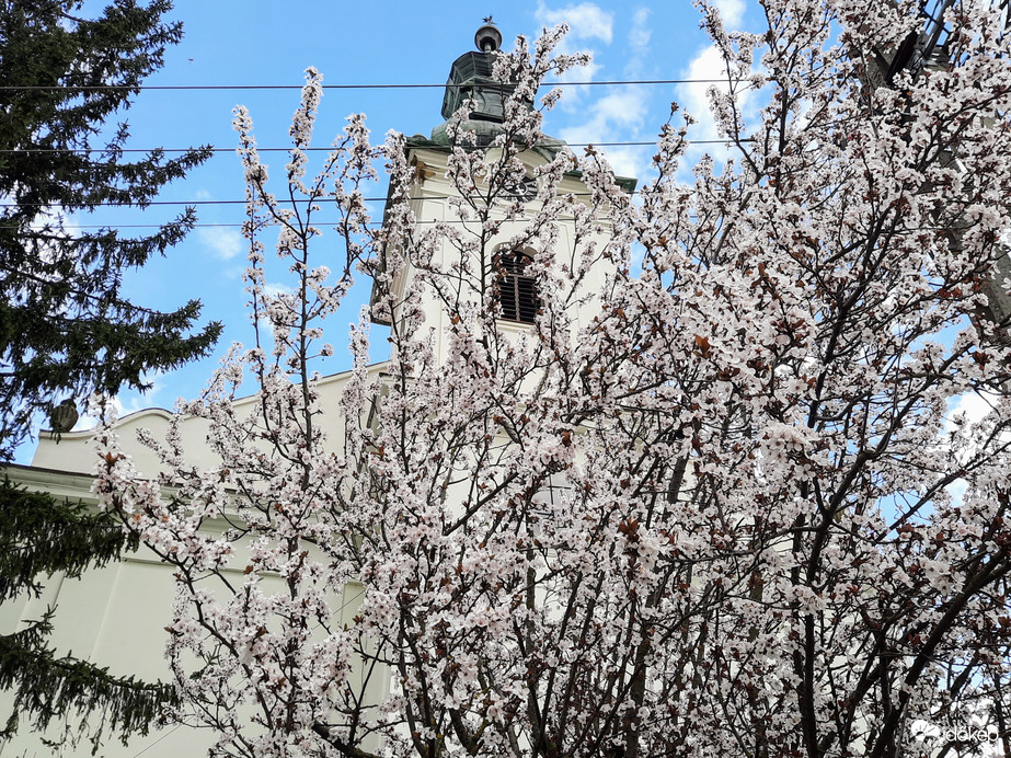 Vérszilva virágzás Darányban 