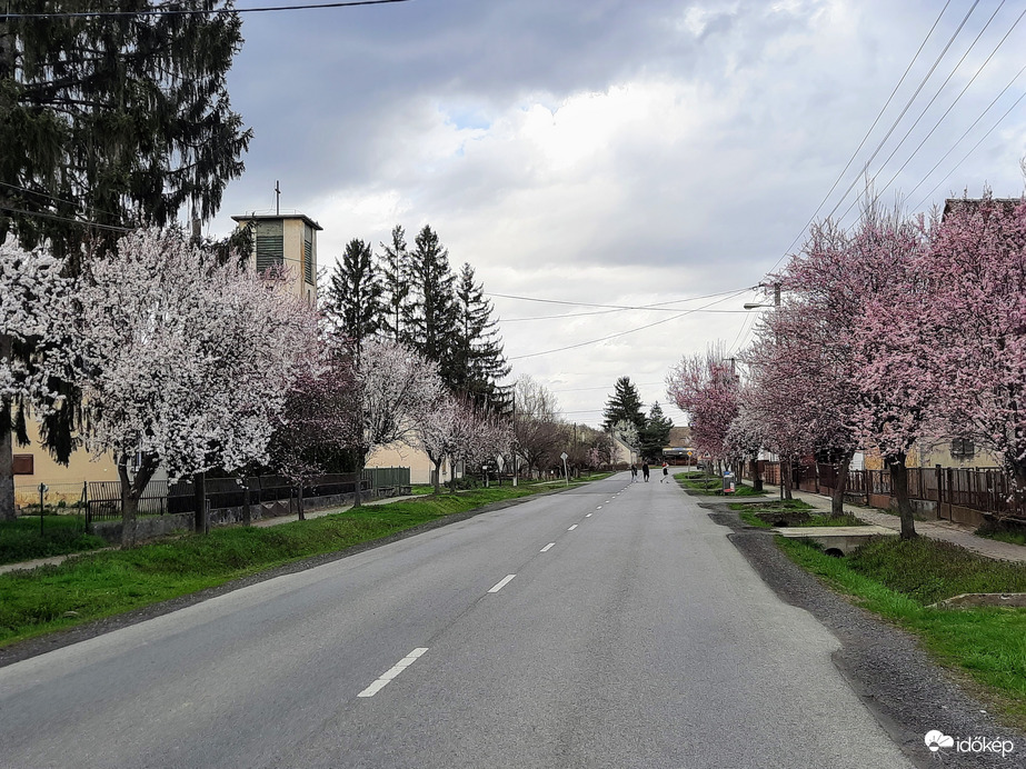 Vérszilva virágzás Darányban 