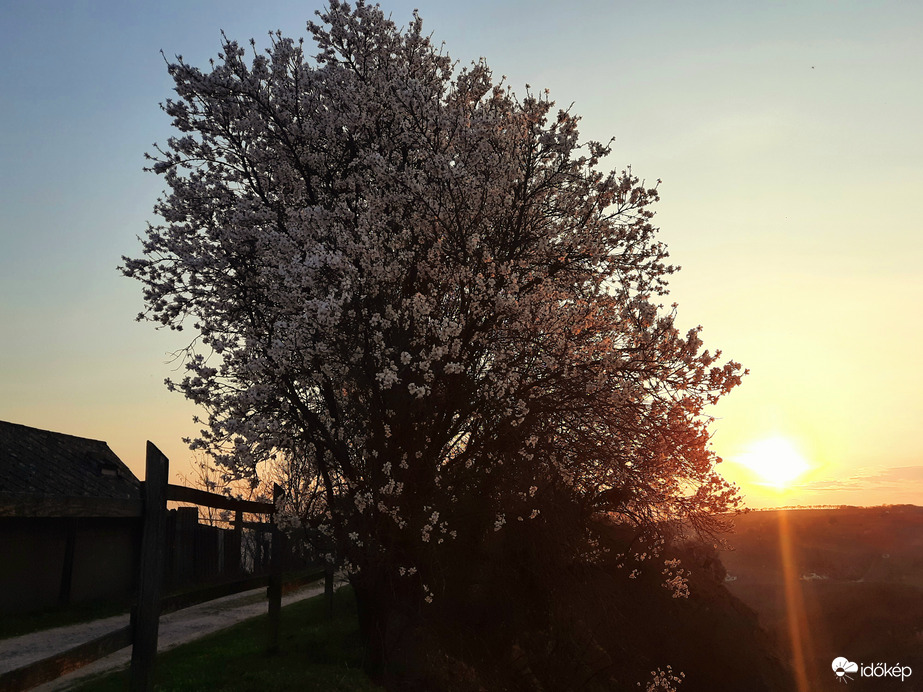 Tavaszi virágzó naplemente Villányból 