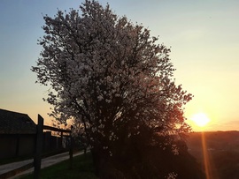 Tavaszi virágzó naplemente Villányból 