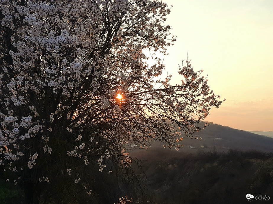 Tavaszi virágzó naplemente Villányból 