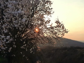 Tavaszi virágzó naplemente Villányból 