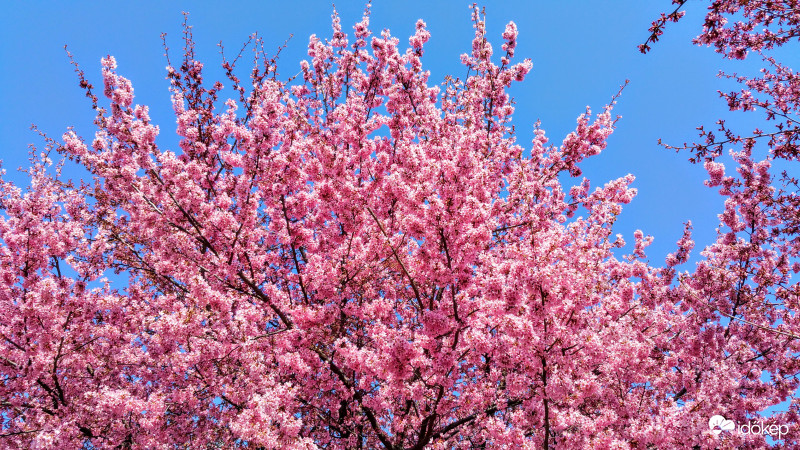 Pécsi tavasz