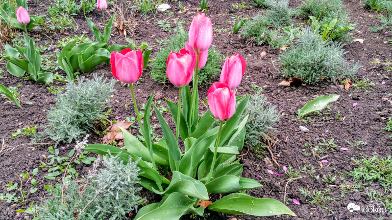 Tulipán virágzás