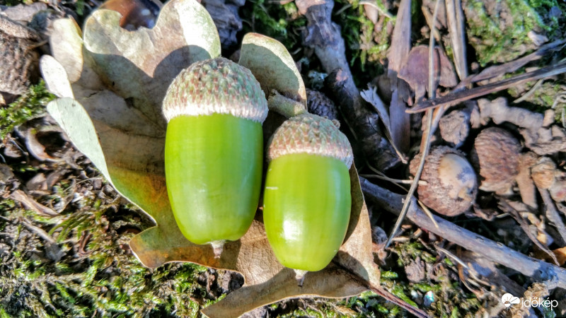 Makkok