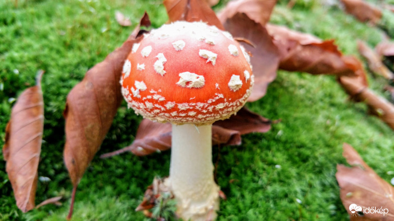 Mesegomba