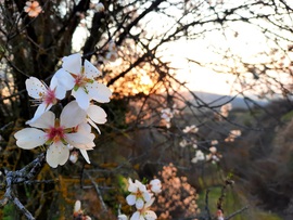 Tavaszi virágzó naplemente Villányból 