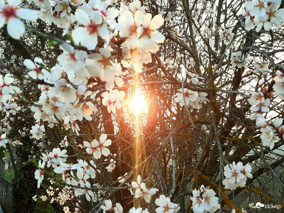 Tavaszi virágzó naplemente Villányból 