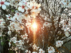 Tavaszi virágzó naplemente Villányból 