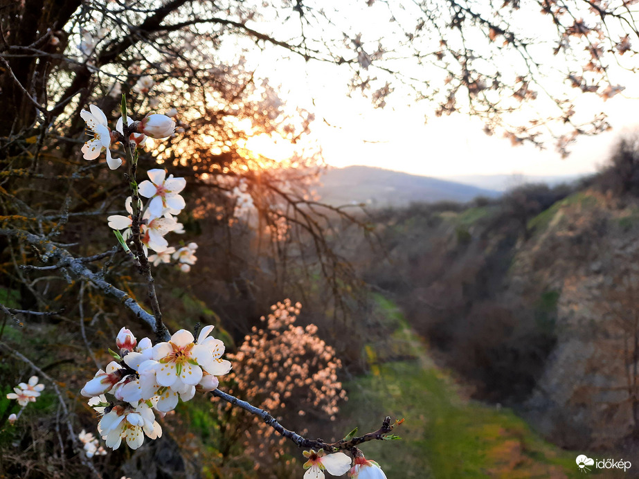 Tavaszi virágzó naplemente Villányból 