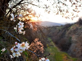 Tavaszi virágzó naplemente Villányból 