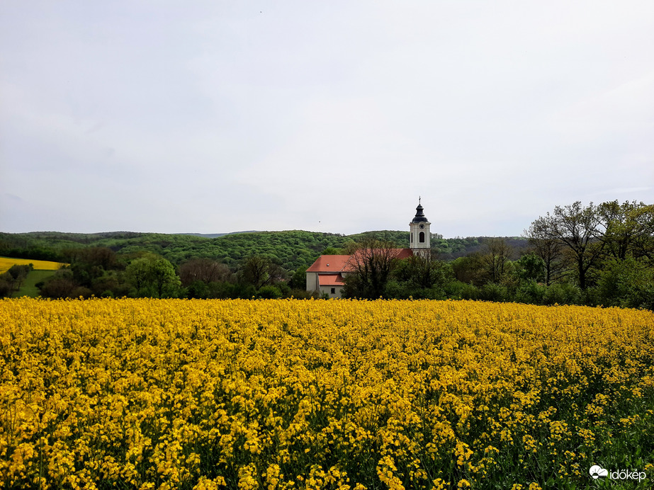 Virágzó repcemező