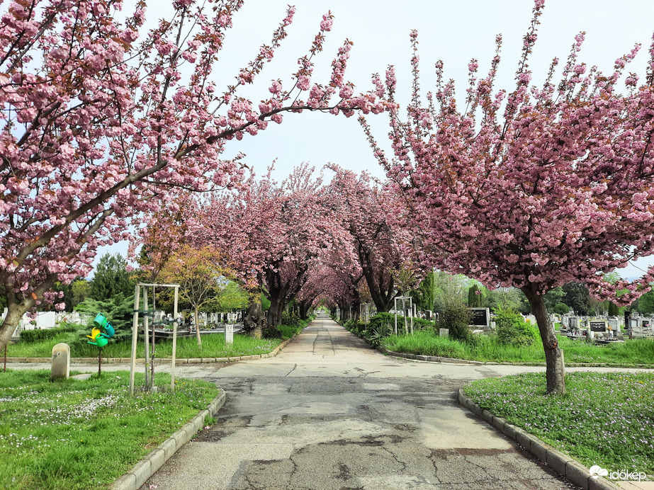 Japáncseresznye virágzás Pécsett