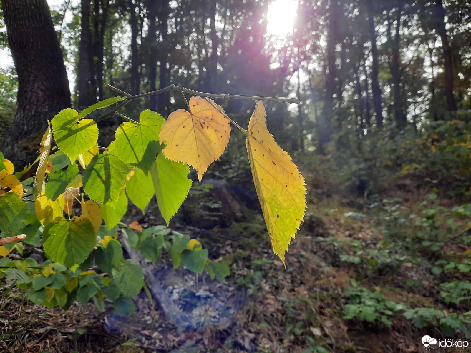 Ősz Pécsett