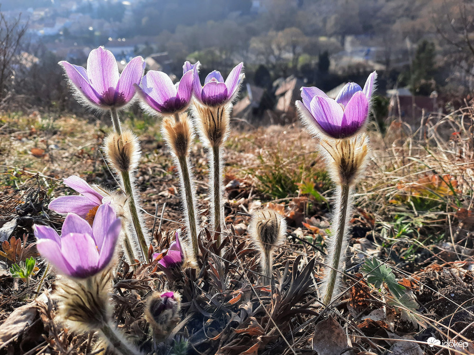 Leánykökörcsin virágzás Pécsett