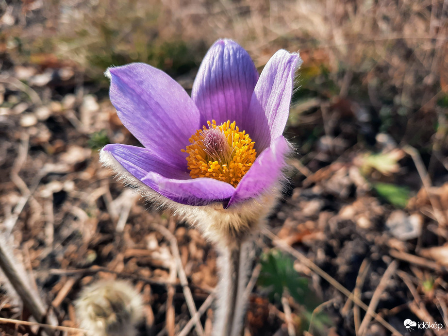 Leánykökörcsin virágzás Pécsett
