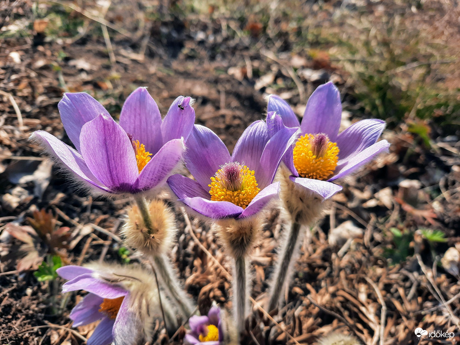 Leánykökörcsin virágzás Pécsett