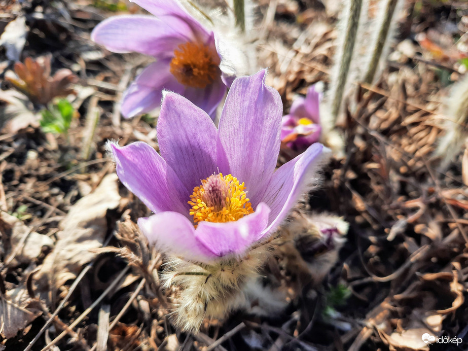Leánykökörcsin virágzás Pécsett