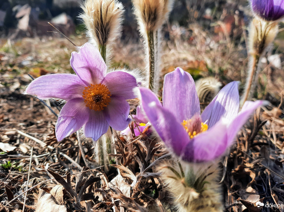 Leánykökörcsin virágzás Pécsett