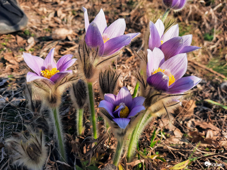 Leánykökörcsin virágzás Pécsett