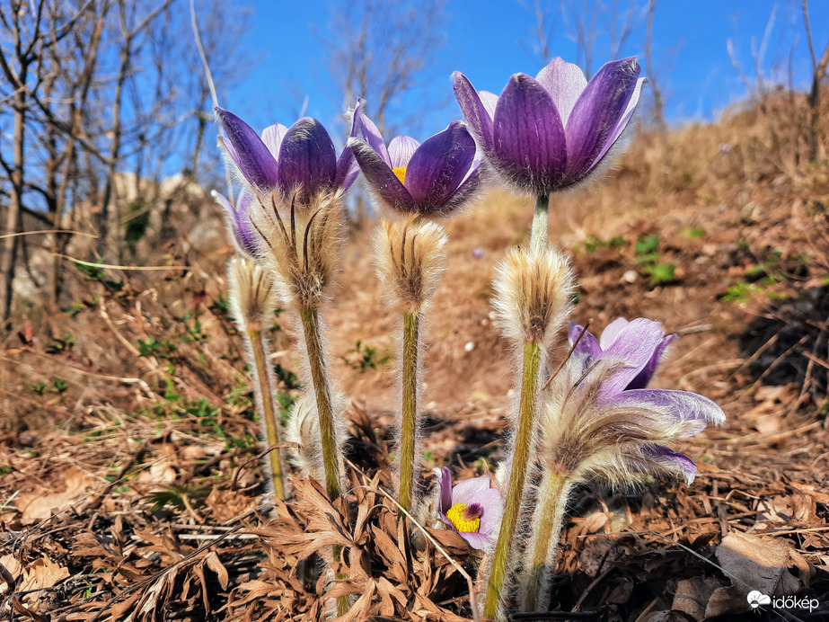 Leánykökörcsin virágzás Pécsett