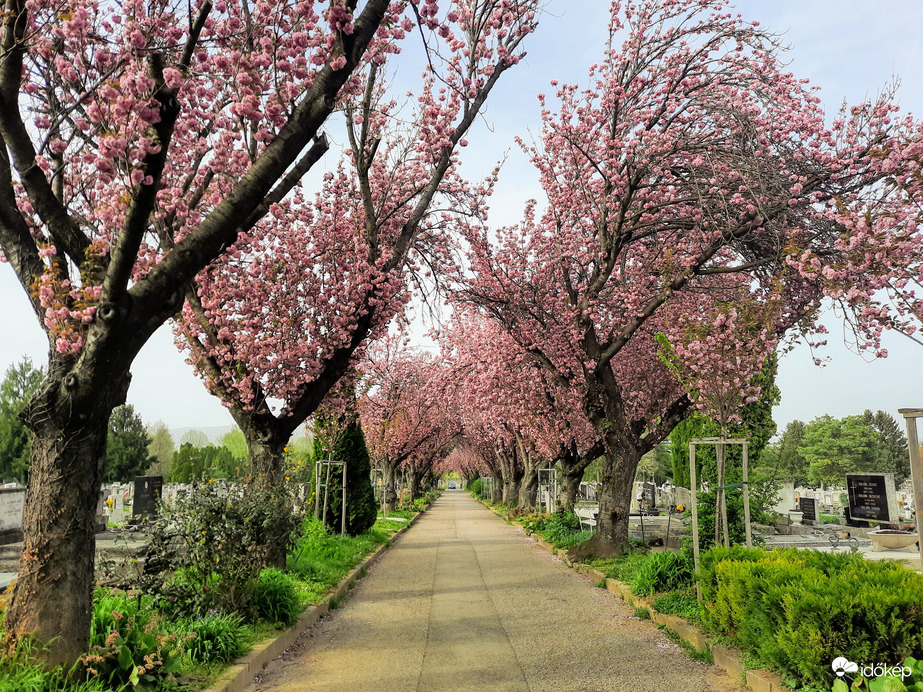 Japáncseresznye virágzás Pécsett