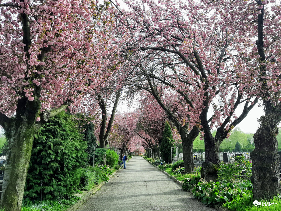 Japáncseresznye virágzás Pécsett