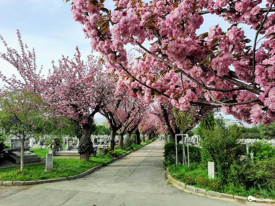 Japáncseresznye virágzás Pécsett