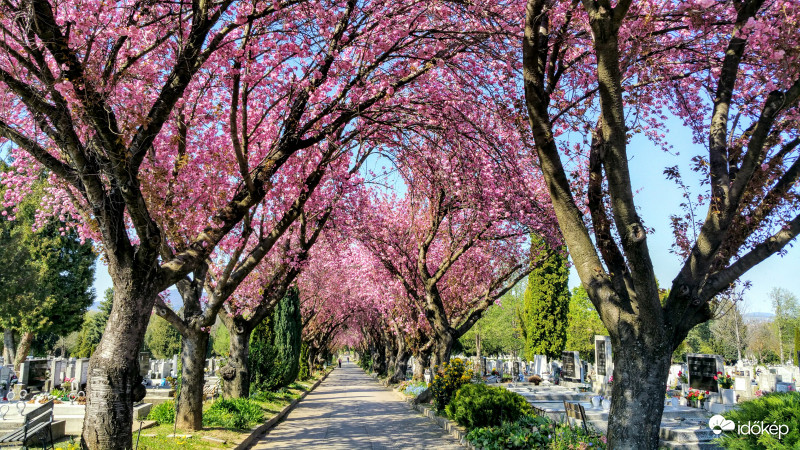 Japán díszcseresznye Pécsett