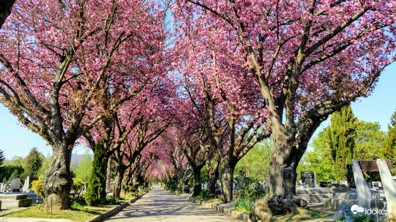 Japán díszcseresznye Pécsett