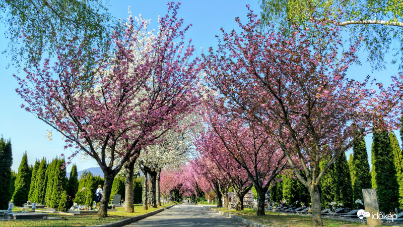 Tavaszi színkavalkád - Pécs