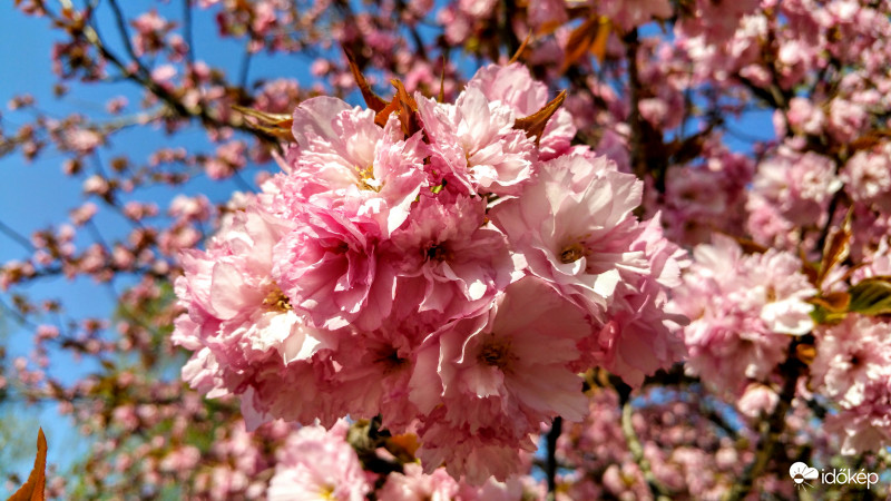 Japán díszcseresznye Pécsett