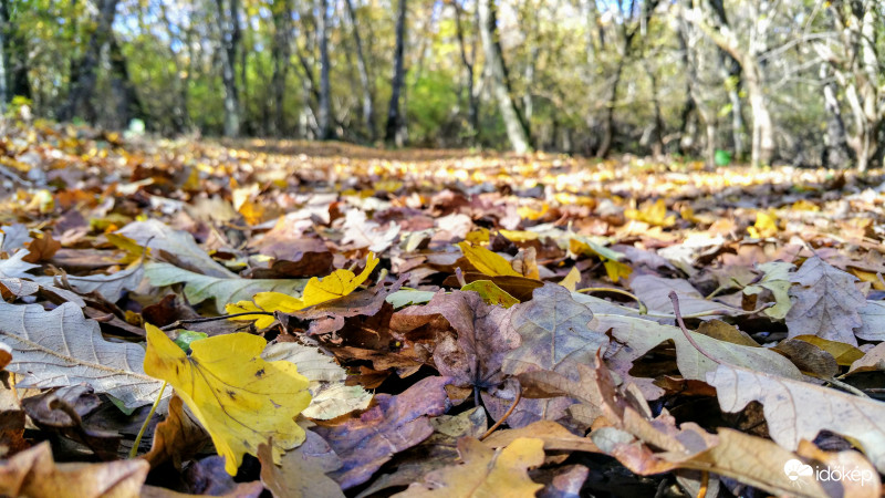 Avarszőnyeg Pécsett
