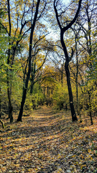 Őszi erdő