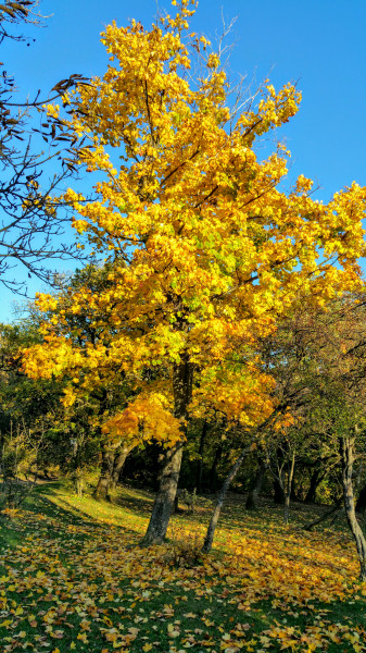 Novemberi lombhullató