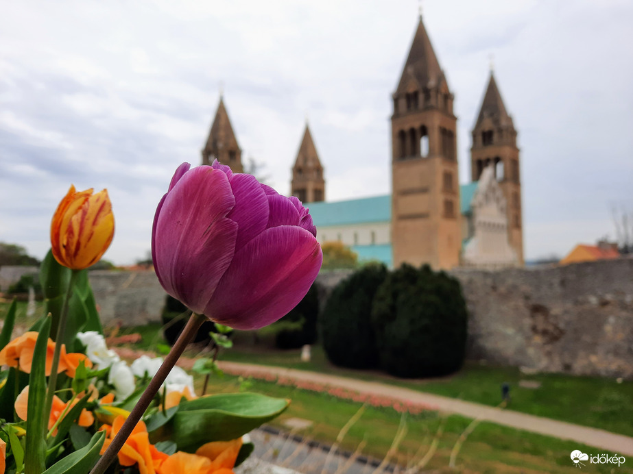 Tulipános Pécs