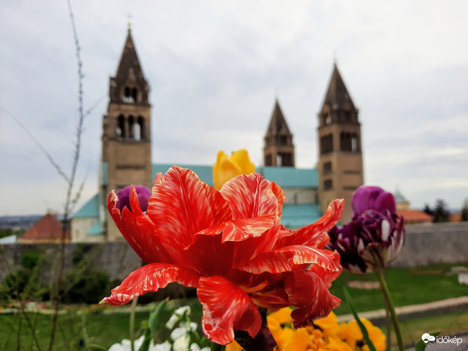 Tulipános Pécs