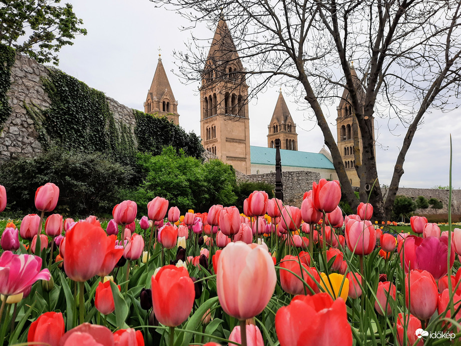 Tulipános Pécs