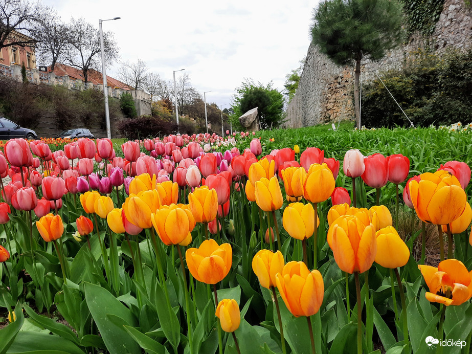 Tulipános Pécs