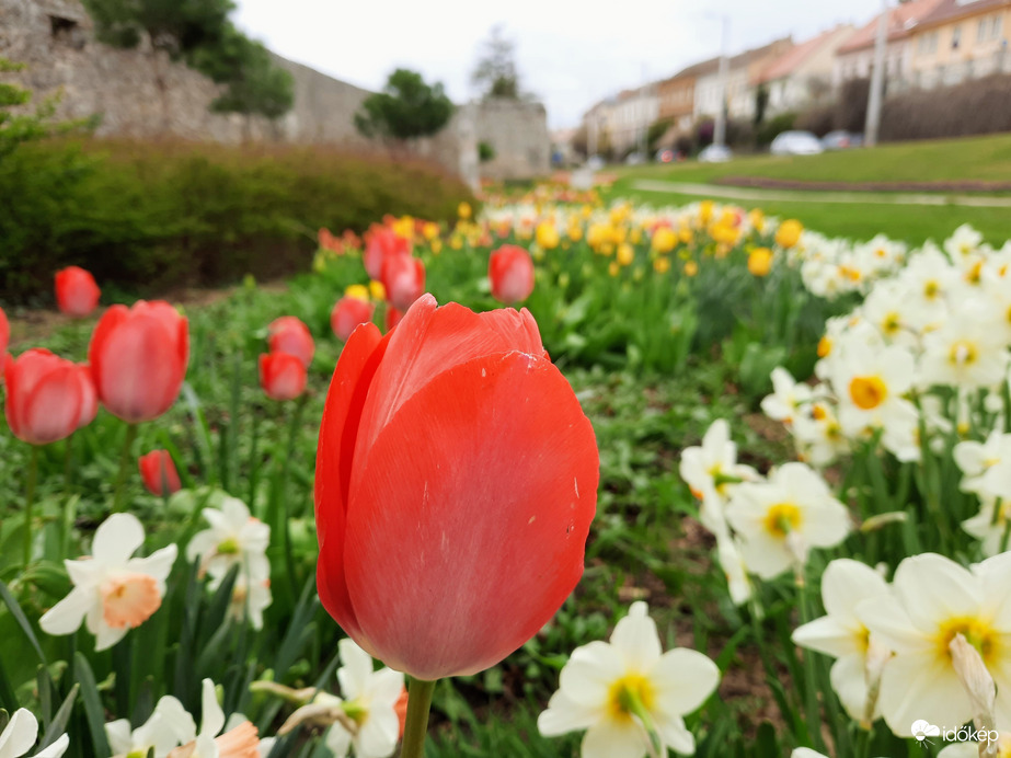 Tulipános Pécs