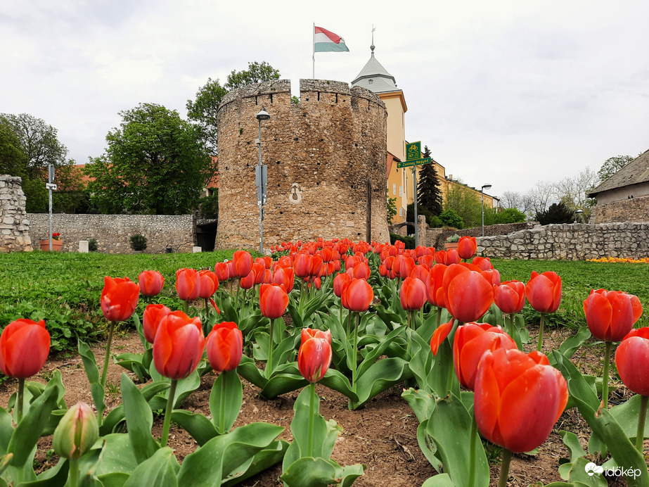 Tulipános Pécs