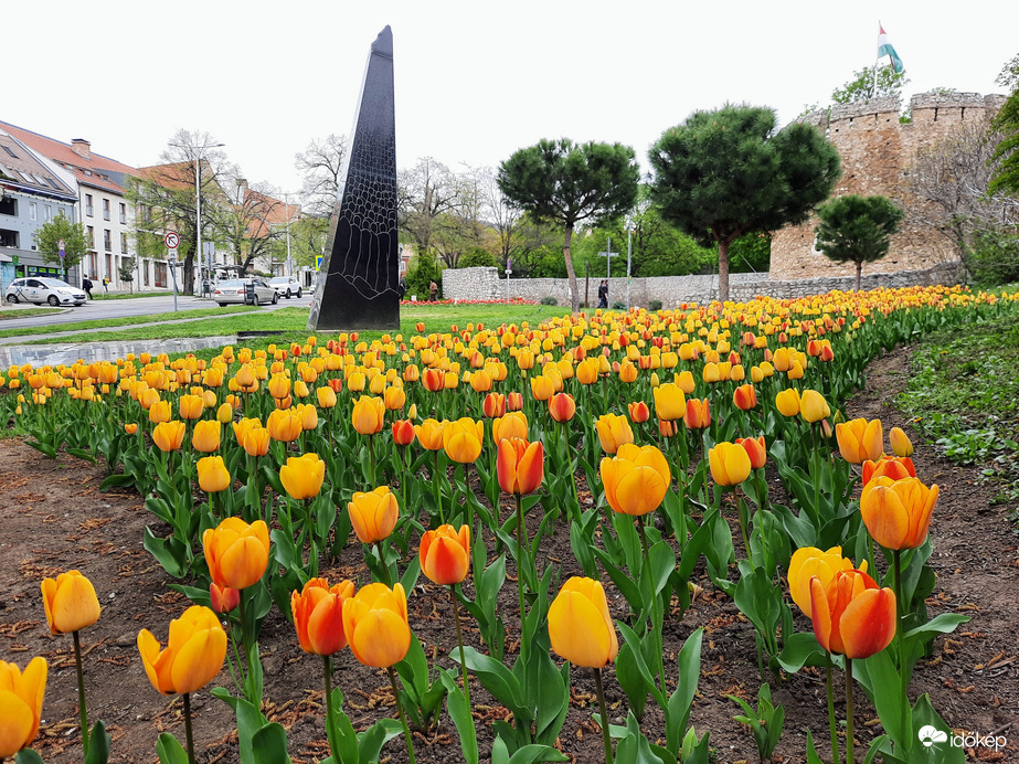 Tulipános Pécs