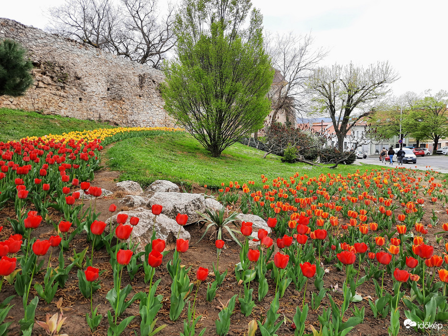 Tulipános Pécs