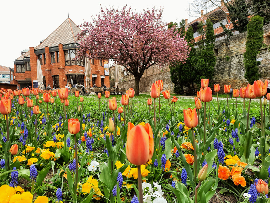 Tulipános Pécs