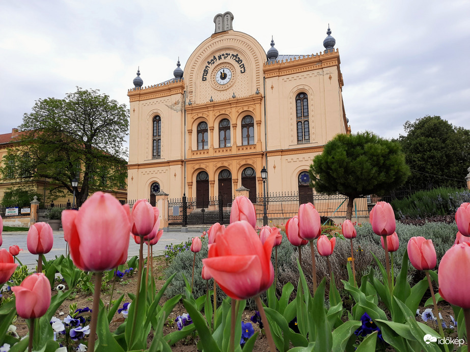 Tulipános Pécs