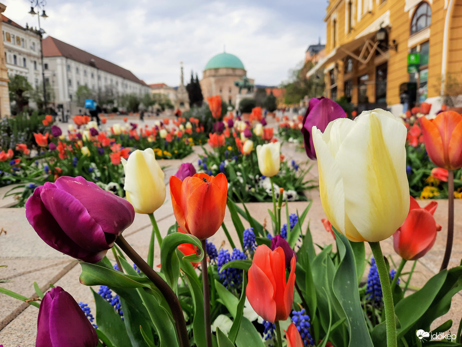 Tulipános Pécs