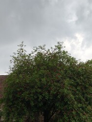 Bükkösd