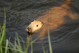 Albínó Nutria a Marcalon